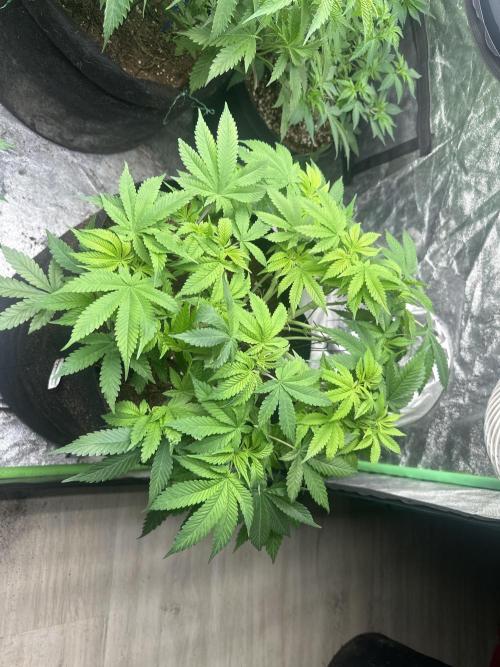 Gorilla Cookies FF. Week 6