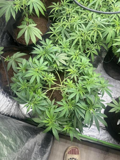 Wedding Cheesecake FF. Week 6