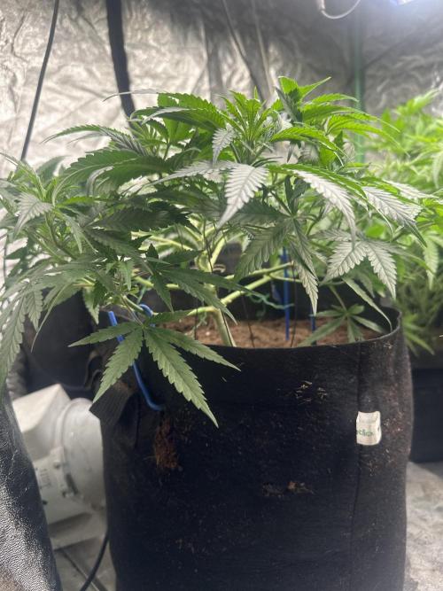 Wedding Cheesecake FF. Week 6