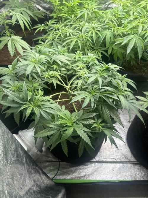 Wedding Cheesecake FF. Week 6