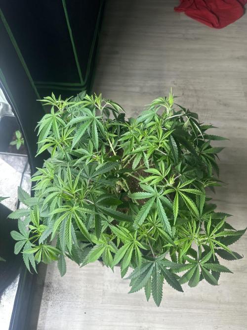 Papaya Sherbet. Week 6