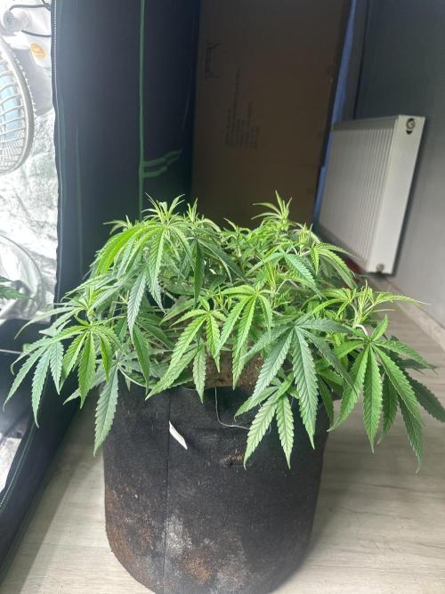 Papaya Sherbet. Week 6