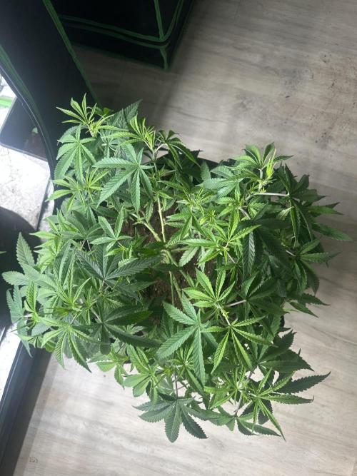 Papaya Sherbet. Week 6