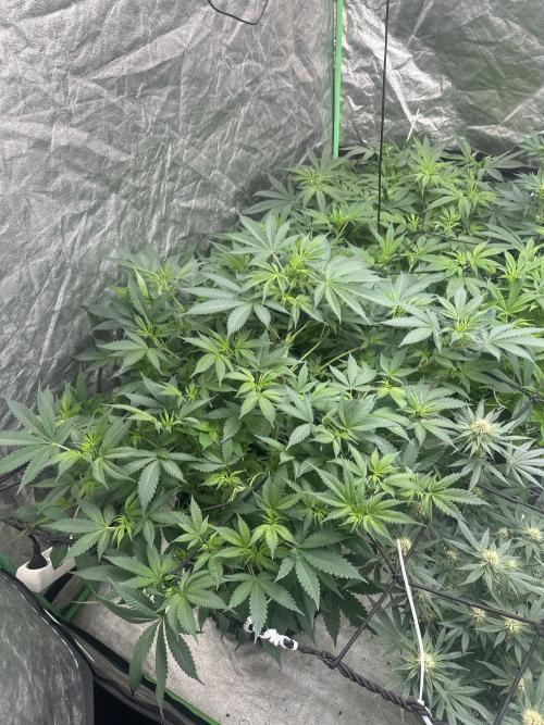 Gorilla Cookies FF. Week 7