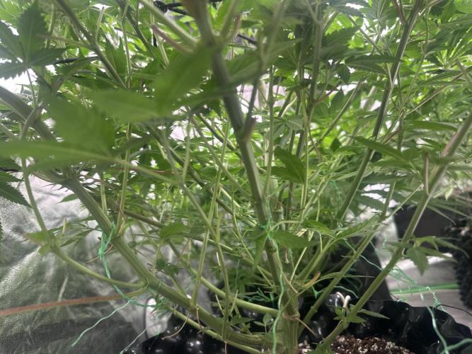 Gorilla Cookies FF. Week 7