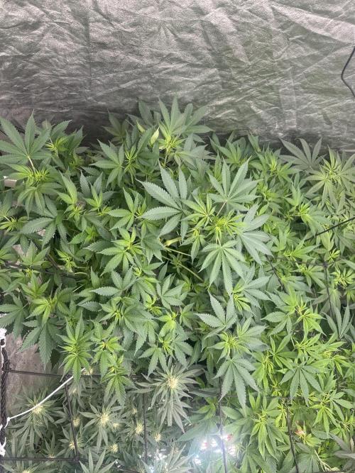 Gorilla Cookies FF. Week 7