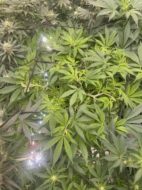 Purple Lemonade FF. Week 7