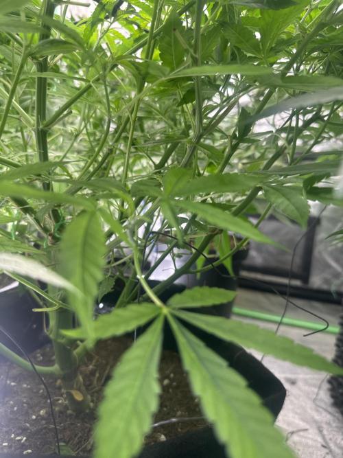 Purple Lemonade FF. Week 7