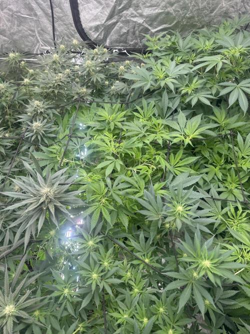 Purple Lemonade FF. Week 7