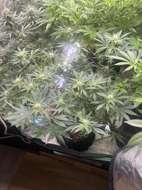 Papaya Sherbet. Week 3