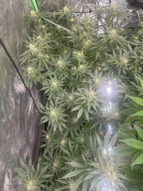 Lemonpaya. Week 5