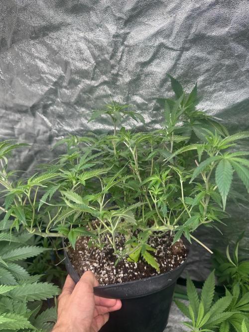 Orange Sherbet FF. Week 5