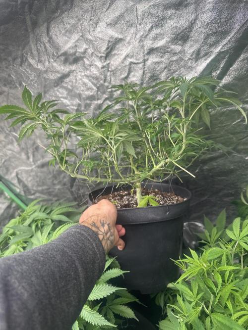 Orange Sherbet FF. Week 5