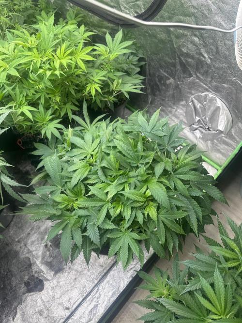 Gorilla Cookies FF. Week 7