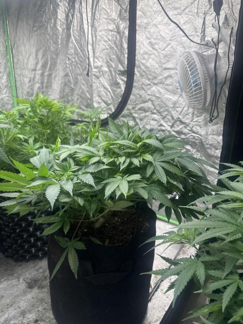 Gorilla Cookies FF. Week 7