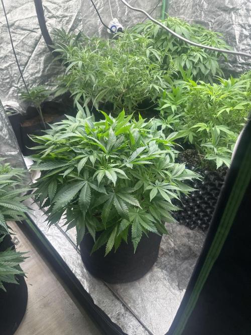 Gorilla Cookies FF. Week 7