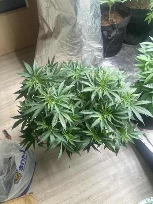 Wedding Cheesecake FF. Week 7