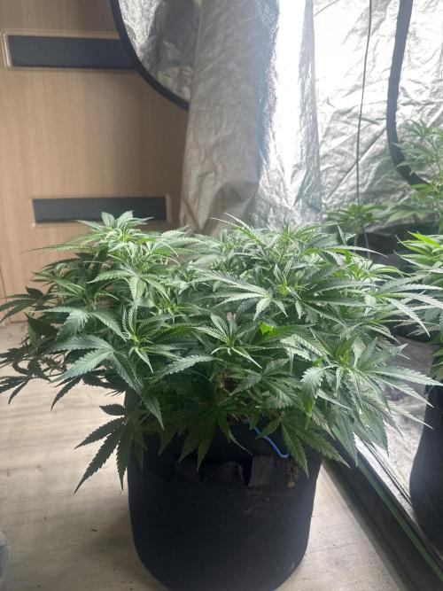 Wedding Cheesecake FF. Week 7