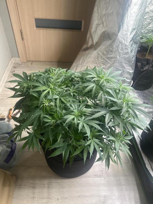 Wedding Cheesecake FF. Week 7