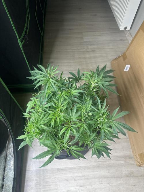 Papaya Sherbet. Week 7