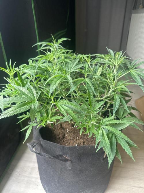 Papaya Sherbet. Week 7