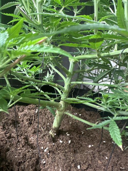 Papaya Sherbet. Week 7