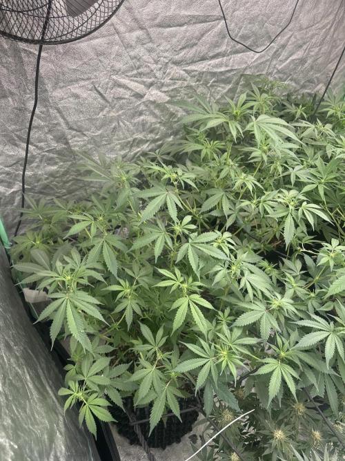 Gorilla Cookies FF. Week 8