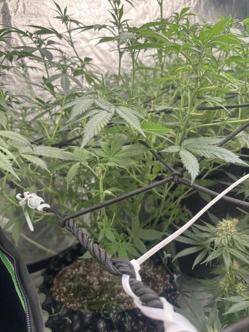 Gorilla Cookies FF. Week 8