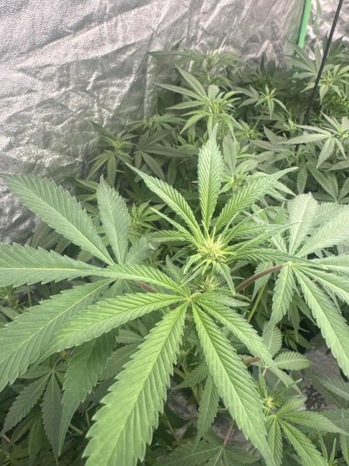 Gorilla Cookies FF. Week 8