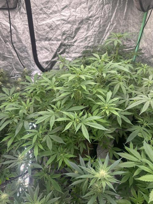 Purple Lemonade FF. Week 8