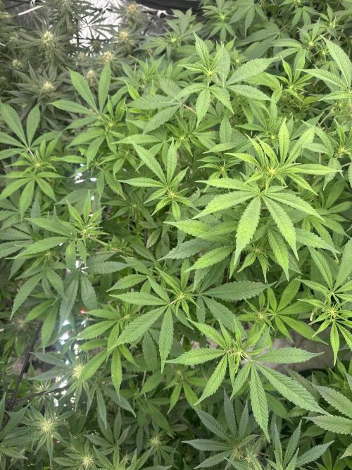 Purple Lemonade FF. Week 8