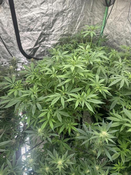 Purple Lemonade FF. Week 8