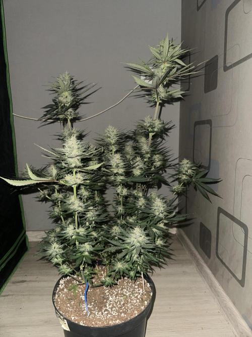 Tropicana Cookies FF. Week 5