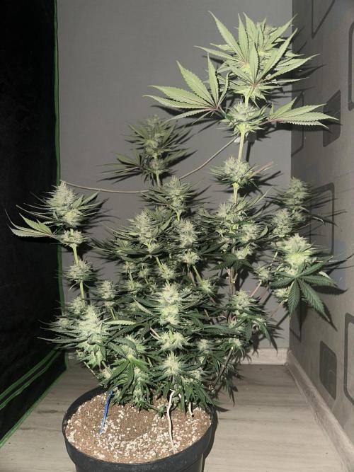 Tropicana Cookies FF. Week 5