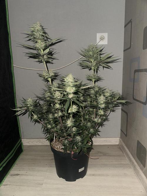 Tropicana Cookies FF. Week 5