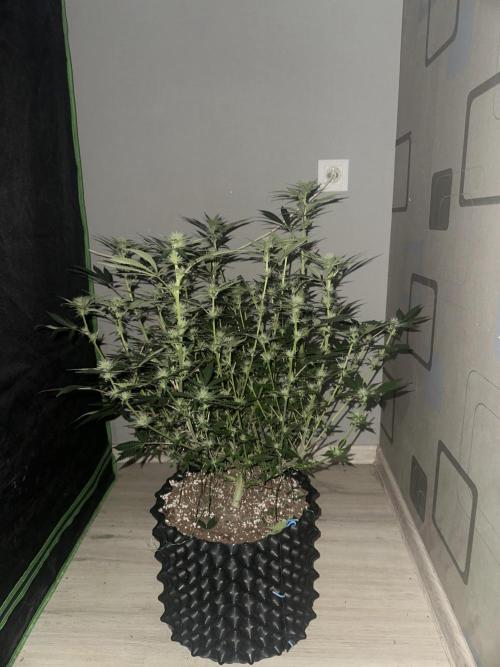 Papaya Sherbet. Week 3