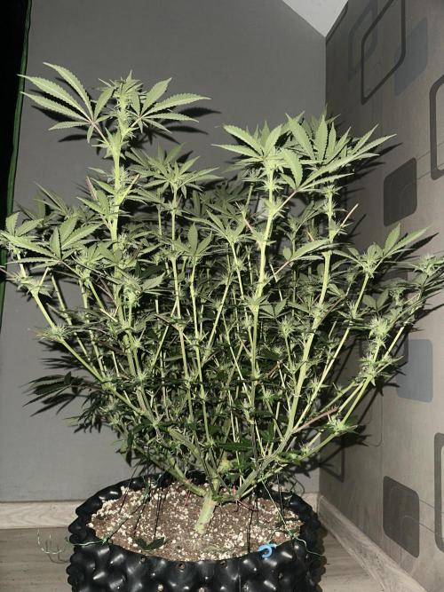 Papaya Sherbet. Week 3