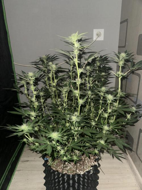 Papaya Sherbet. Week 3