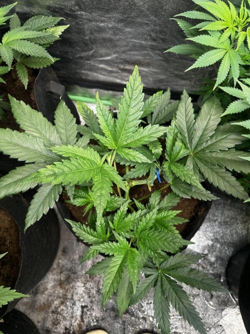 Hulk OG genetics fem. Week 3