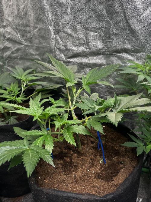 Hulk OG genetics fem. Week 3