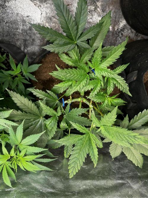 Hulk OG genetics fem. Week 3