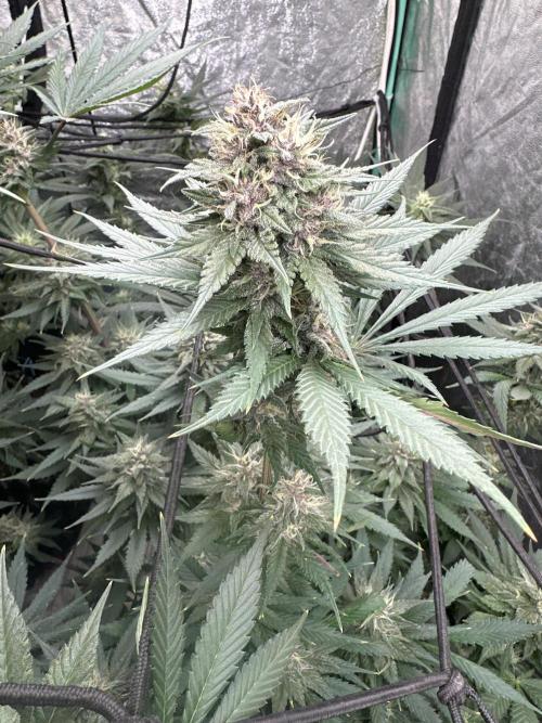 Tropicana Cookies FF. Week 6