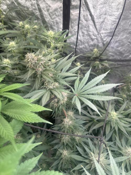 Tropicana Cookies FF. Week 6