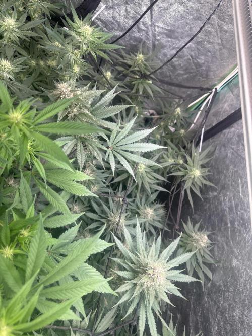 Tropicana Cookies FF. Week 6