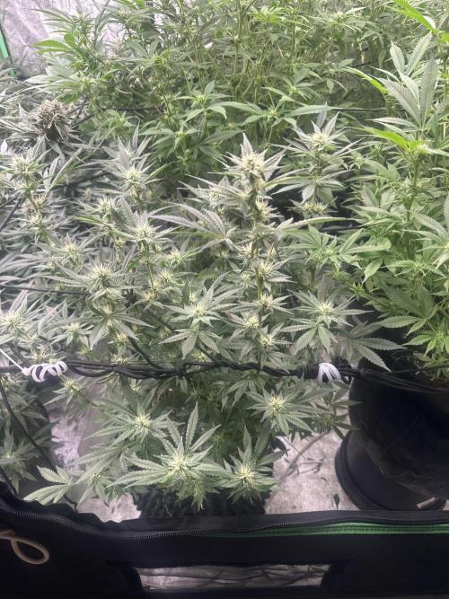 Papaya Sherbet. Week 4