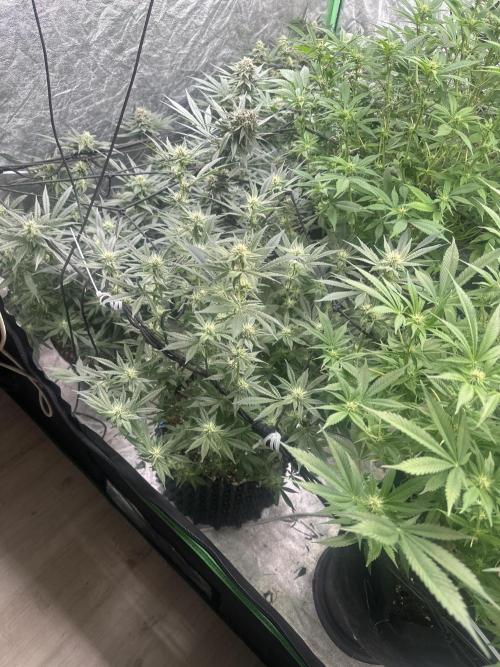 Papaya Sherbet. Week 4