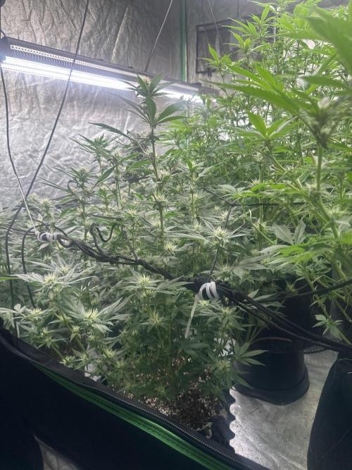 Papaya Sherbet. Week 4