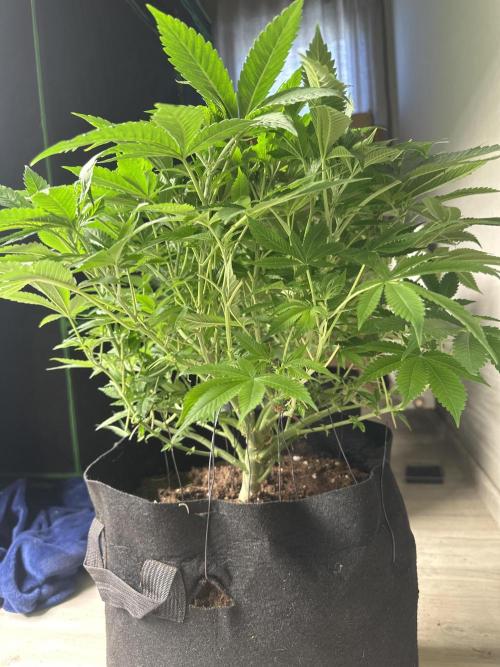 Gorilla Cookies FF. Week 8