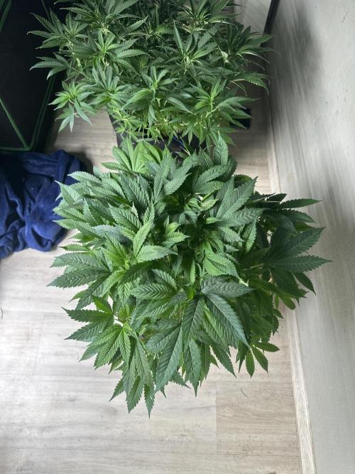 Gorilla Cookies FF. Week 8