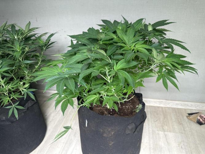 Gorilla Cookies FF. Week 8